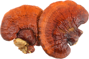 Image of Reishi Mushroom