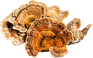Image of Turkey Tail Mushroom